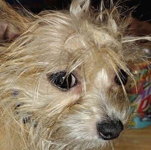 Meet your Posher, Troy